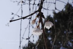 うば桜。。
