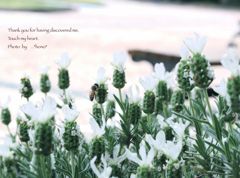 らべんだー。。