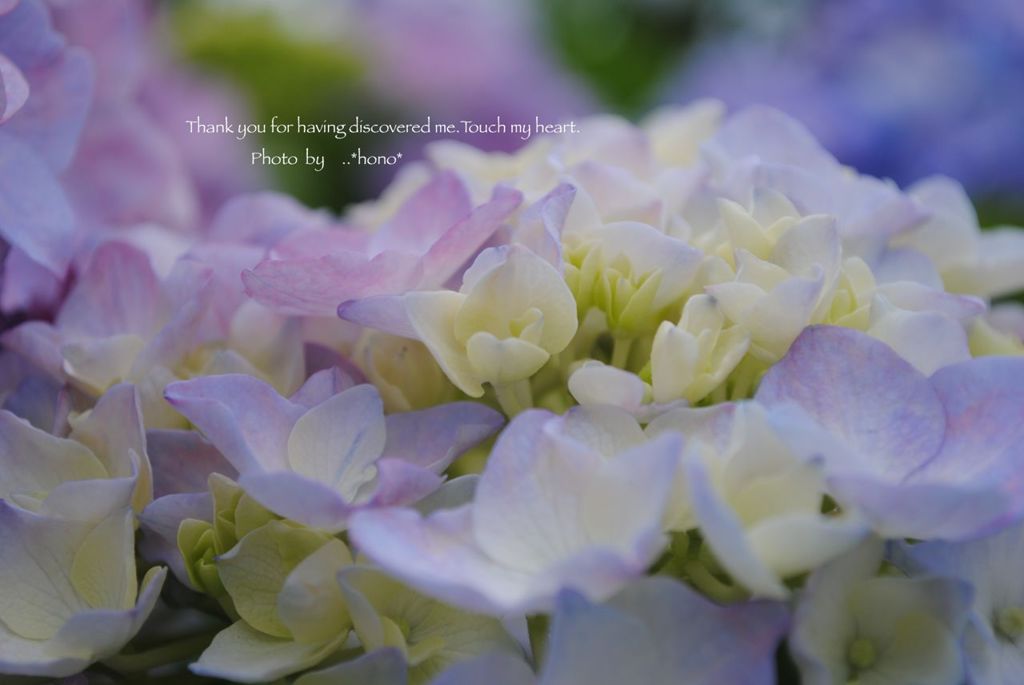 紫陽花。。