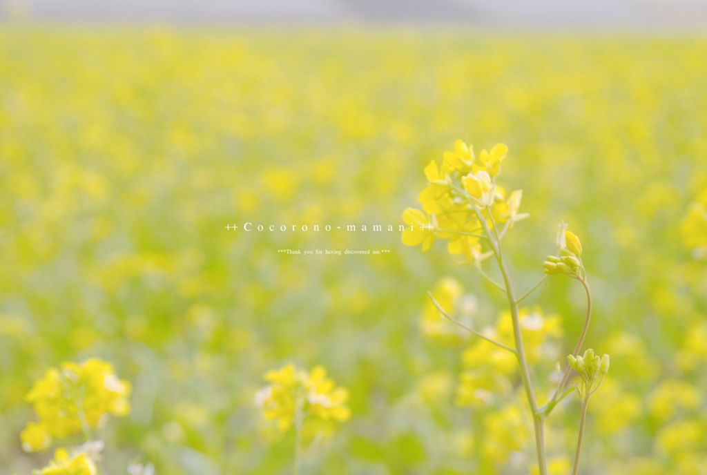 五郎の菜の花。。