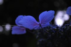 蝶のように。。