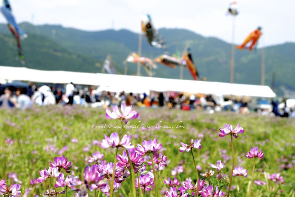 宇和れんげまつり。。