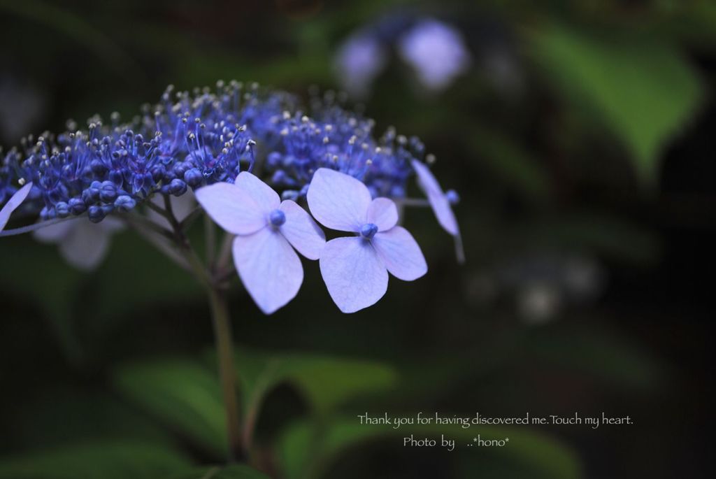紫陽花。。