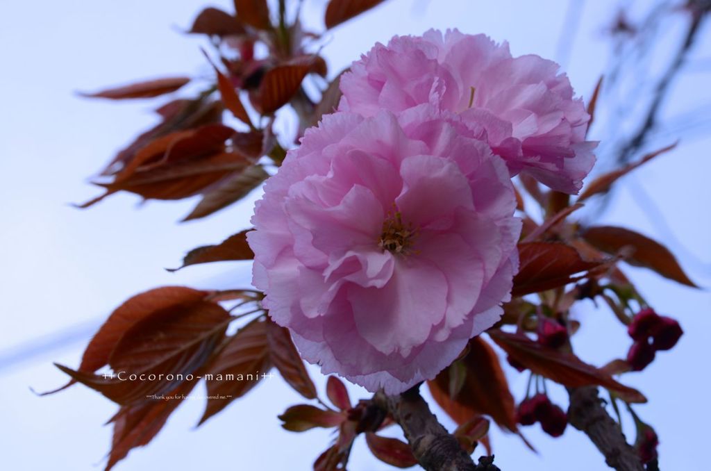 桜餅みたい。。