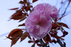 桜餅みたい。。