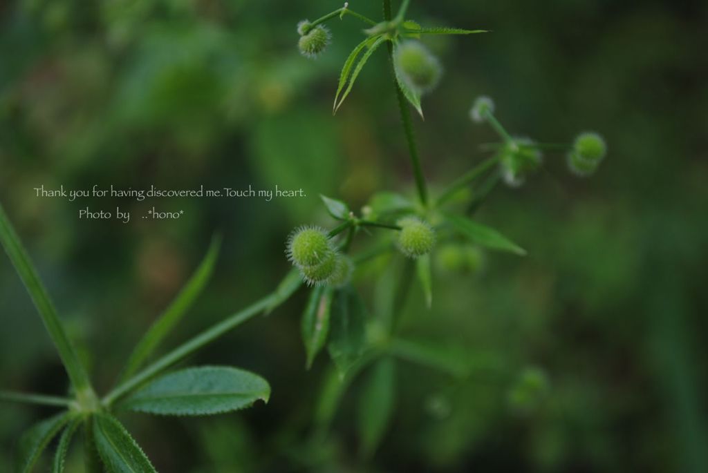 くっつきむし。。