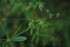 くっつきむし。。