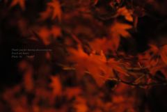 紅葉。。