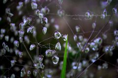 あめあがり。。