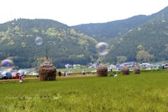 宇和れんげまつり。。