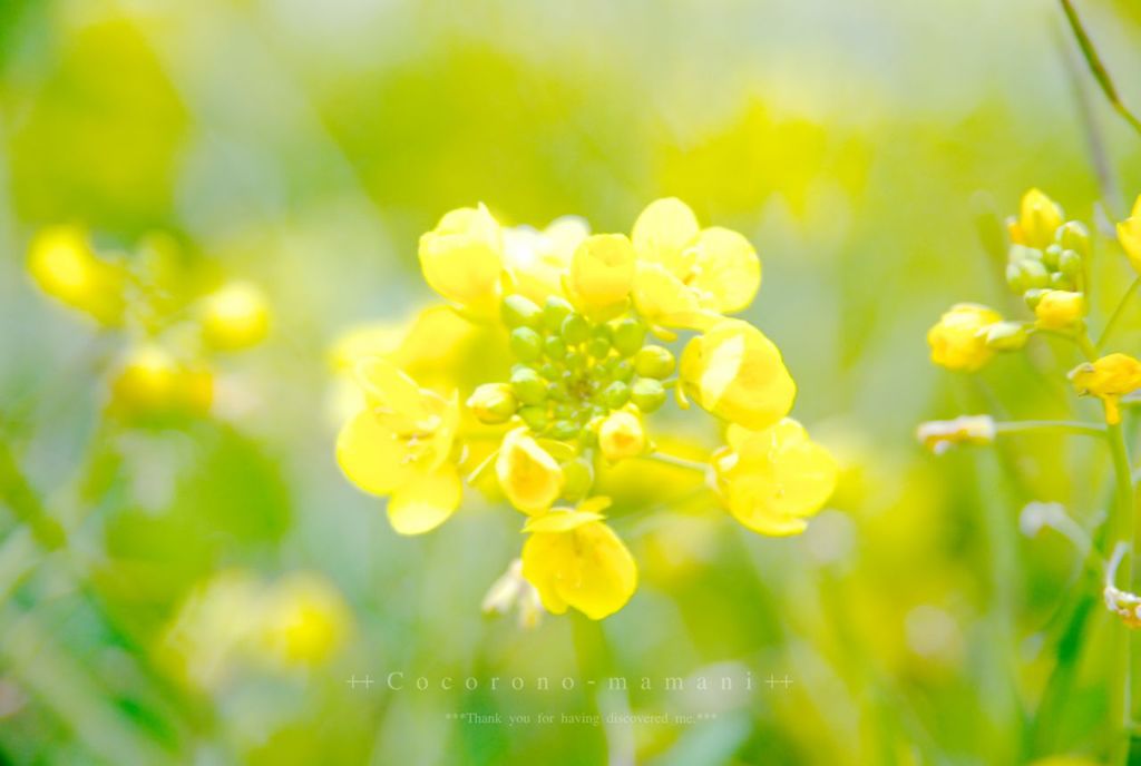 きいろいろ。。