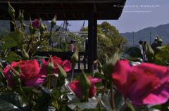吉海バラ公園。。