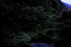 ほたる。。