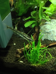 クリスタルキャット