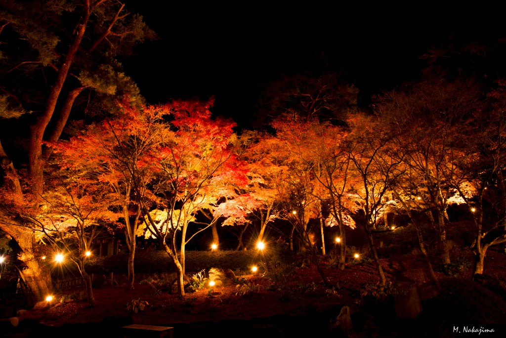 紅葉夜景