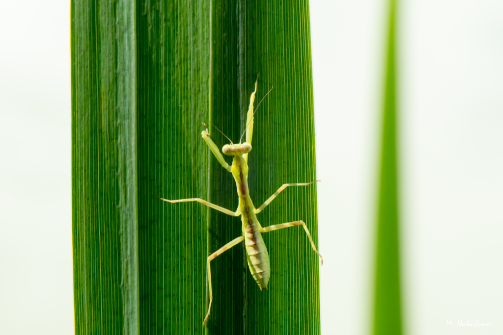 カマキリの赤ちゃん