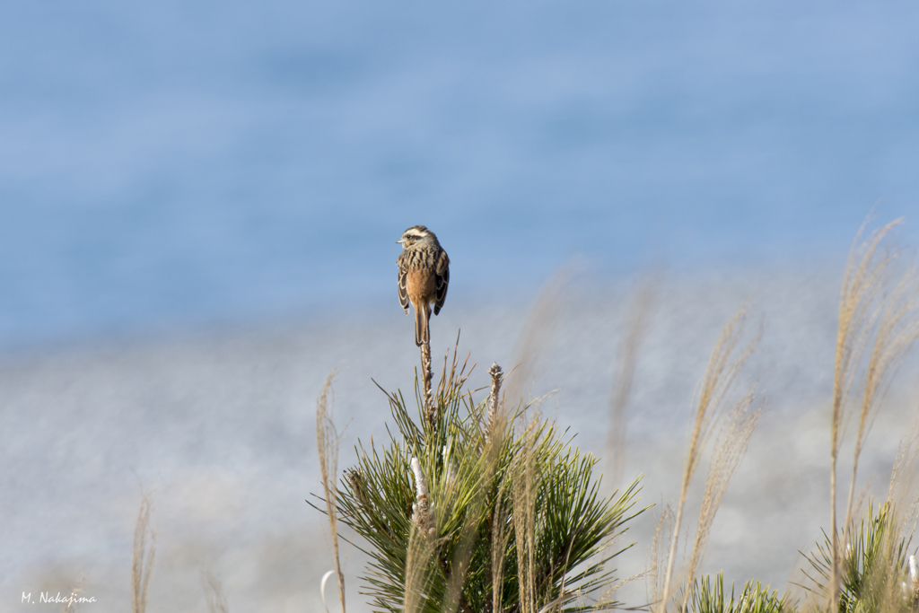ホウジロ