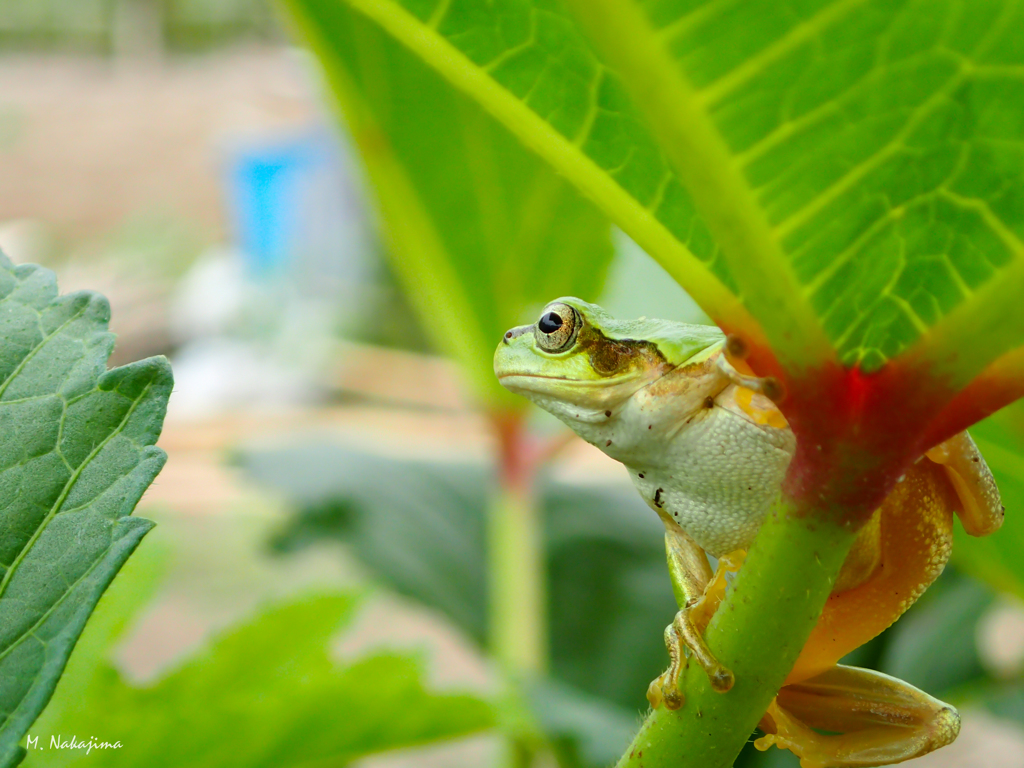 カエル