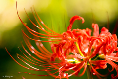 曼珠沙華