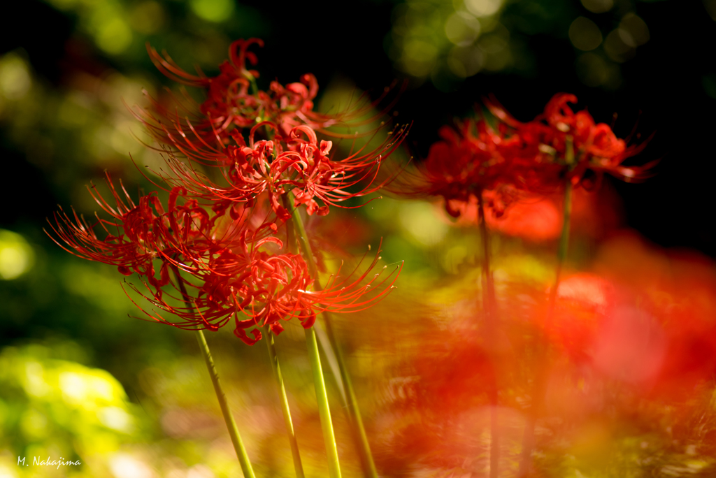 曼珠沙華