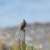 ホウジロ