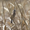 ホウジロ