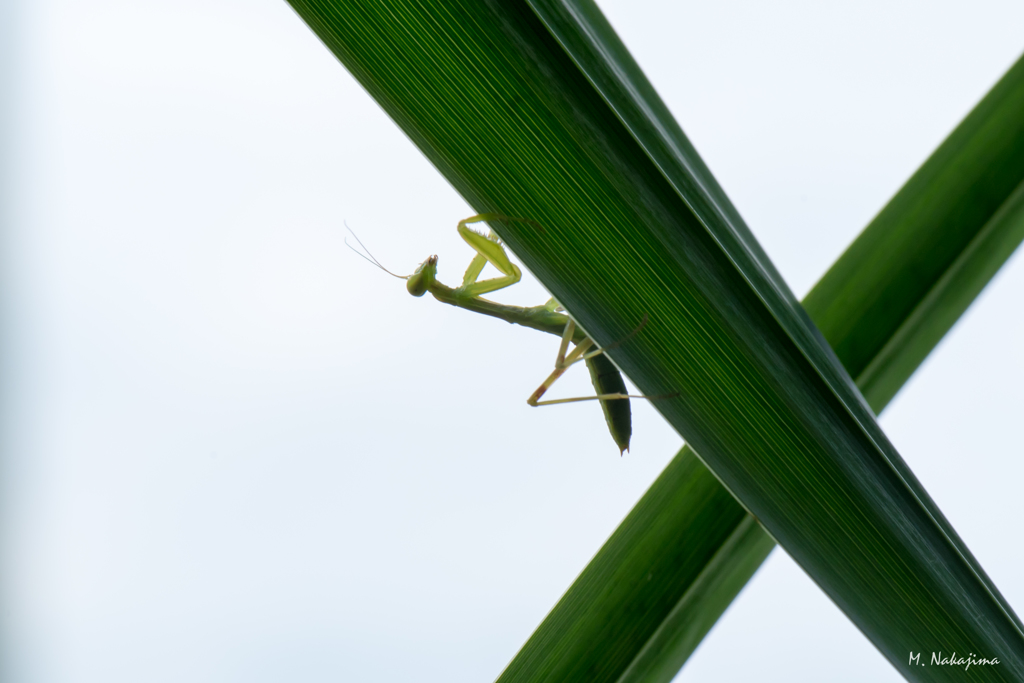 カマキリの赤ちゃん