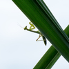カマキリの赤ちゃん