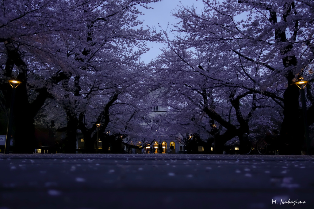 夜桜