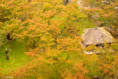 鶴ヶ城の紅葉