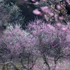 梅園