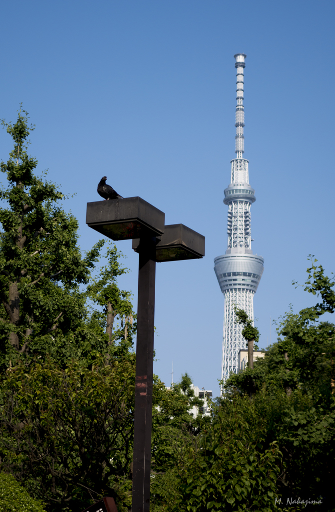 スカイツリー