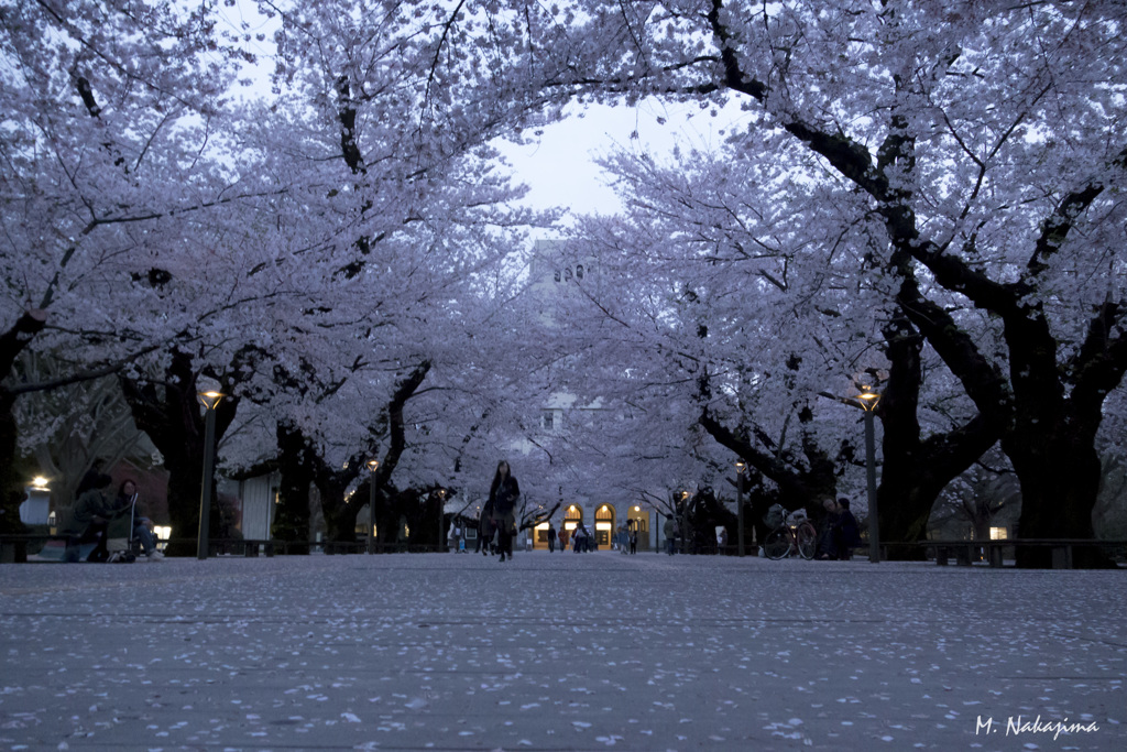 夜桜