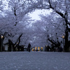 夜桜
