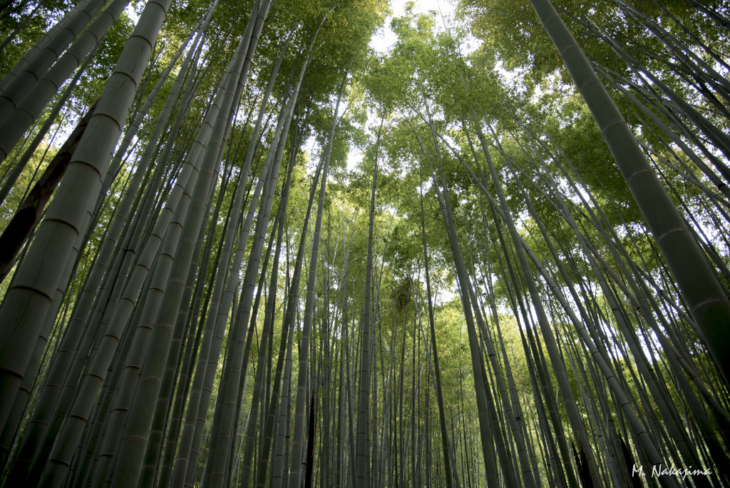 竹林