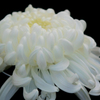 菊花展 -4