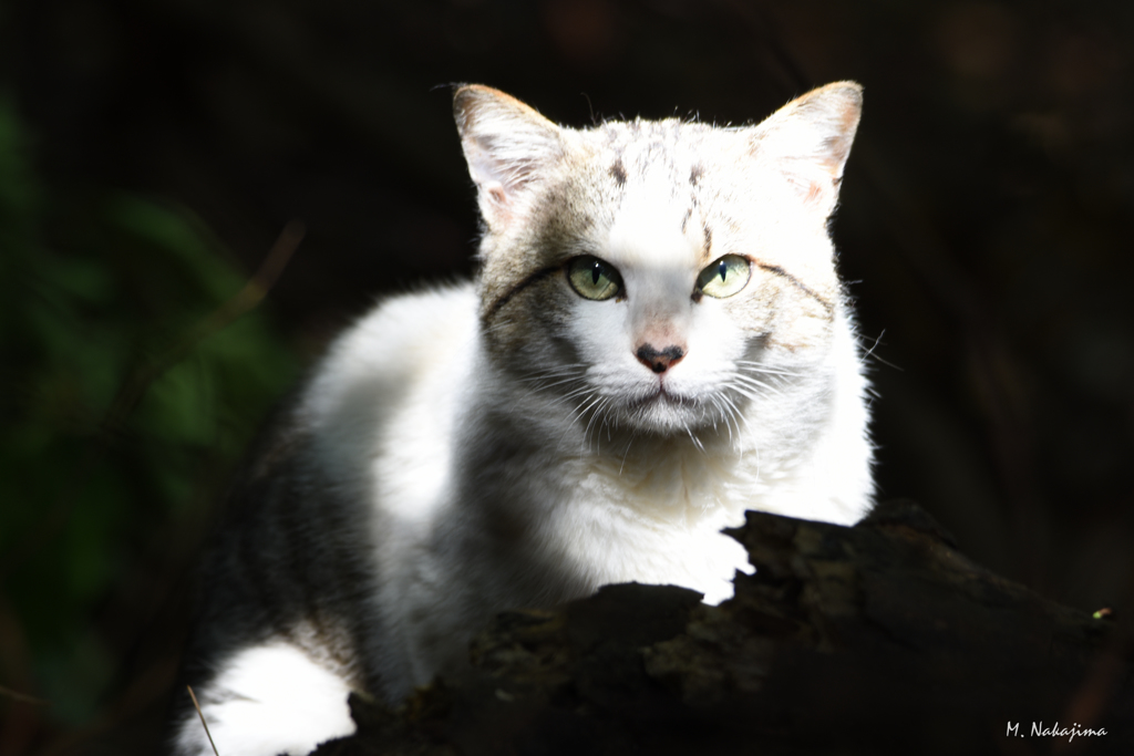 野良猫
