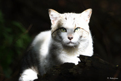 野良猫