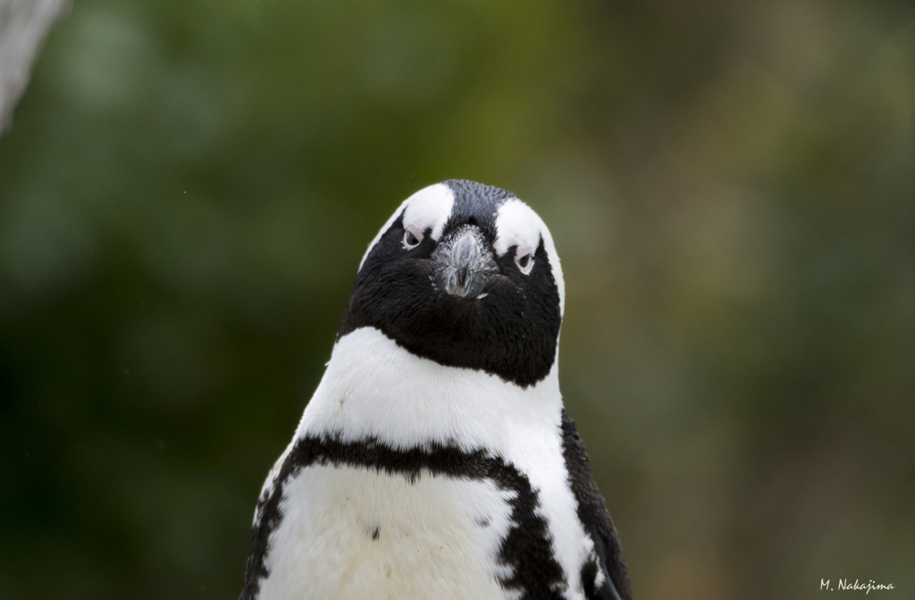 ペンギン
