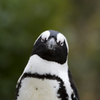 ペンギン