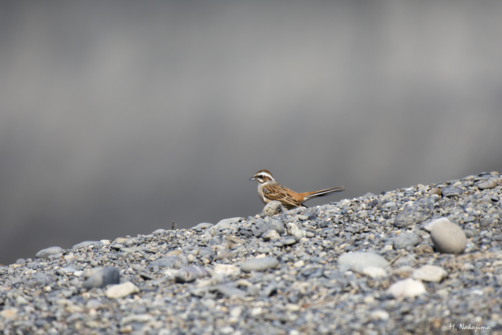 ホウジロ