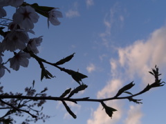 櫻