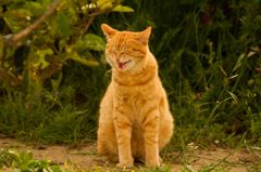 ねこ