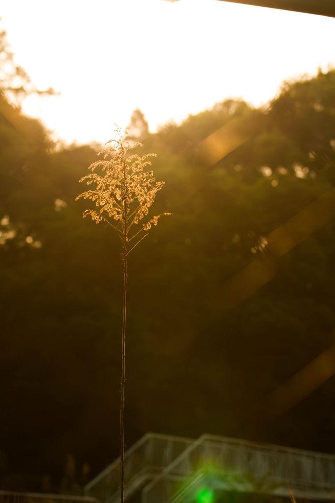 風に吹かれて。