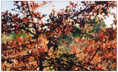 Canon AE-1 + 50mm 1.4 S.S.C + Solaris100