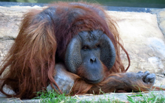 オランウータン