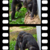 チンパンジー4コマ