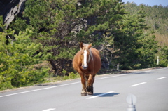 寒立馬