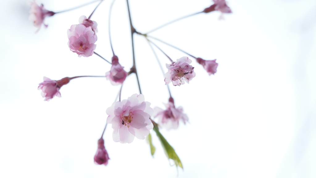 白桜