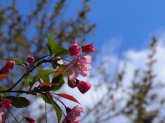 P4271226